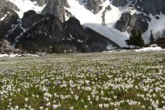 Silvio-Amici-Fiore-crocus-Cimone-della-bagozza