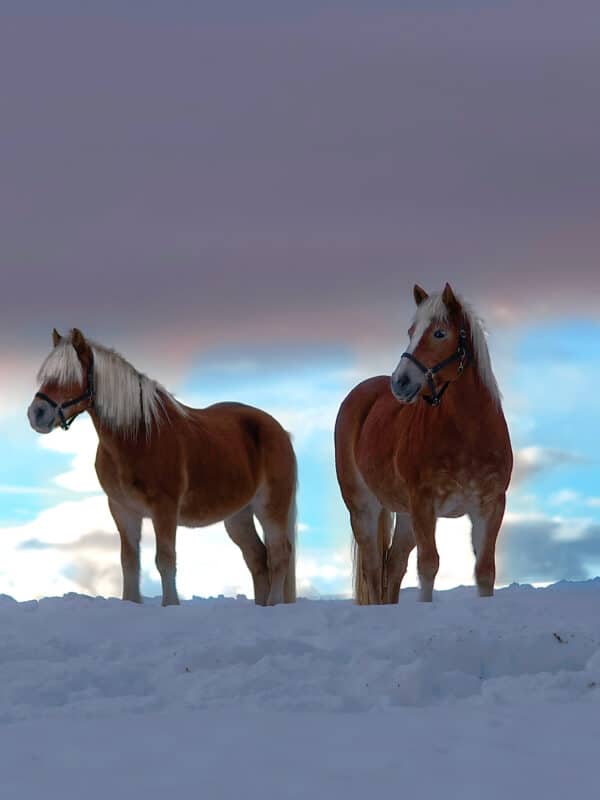 4.-Marzo-Freedom