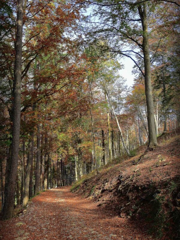 10.-Settembre-Passeggiare-nel-Parco-del-Valentino