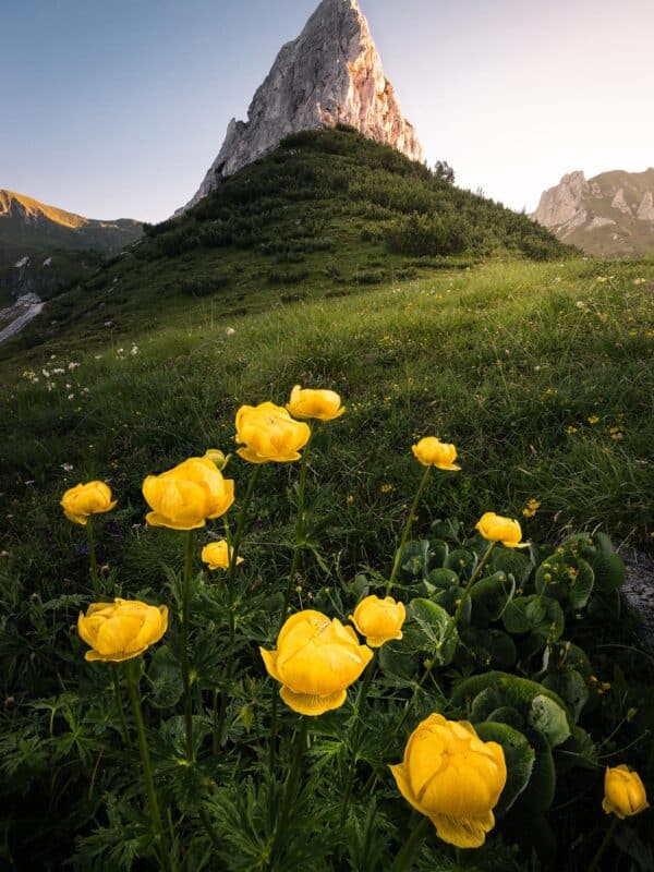 8.-Luglio-Fior-di-botton-oro