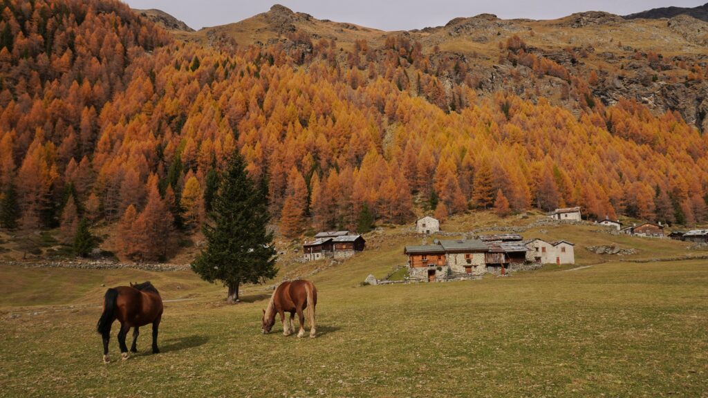 foliage-val-di-rezzalo Foliage nella Val di Rezzalo