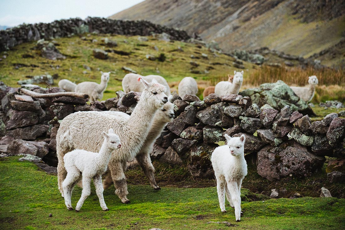 Progetto Guardianes Roberto Mor - Alpaca nella Valle Sacra degli Inca